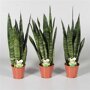 Sanseveria 'Black Coral'